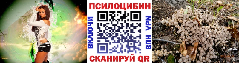 цена   Миньяр  Псилоцибиновые грибы Cubensis 